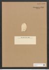 Orthoneis binotata Grun. (de-Toni-Nr.: Genus 41, Species 1908) Zeichnungen Sammlung Grunow Nr. 3786 (NHMW-BOT-W0371458)